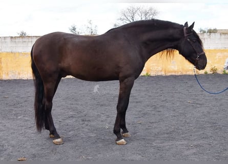 PRE, Semental, 4 años, 168 cm, Negro