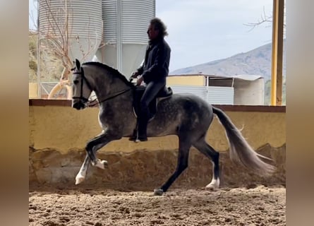 PRE, Semental, 4 años, 168 cm, Tordo