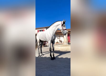 PRE, Semental, 4 años, 168 cm, Tordo