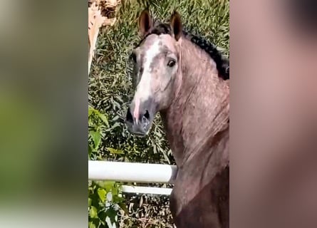 PRE Mestizo, Semental, 4 años, 170 cm, Musgo marrón