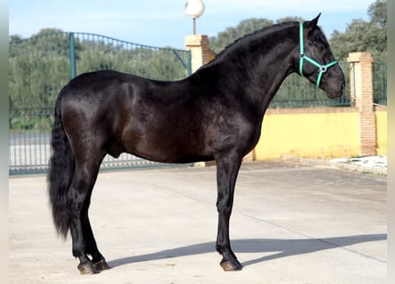PRE Mestizo, Semental, 4 años, 170 cm, Negro