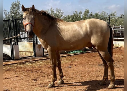 PRE Mestizo, Semental, 4 años, 170 cm, Perlino