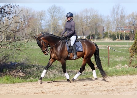 PRE, Semental, 4 años, 172 cm, Castaño