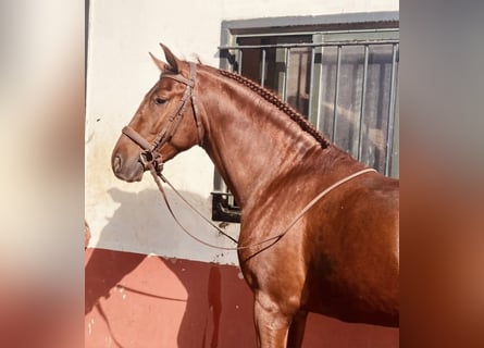 PRE Mestizo, Semental, 4 años, 173 cm, Alazán