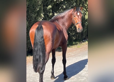 PRE Mestizo, Semental, 4 años, 173 cm, Castaño