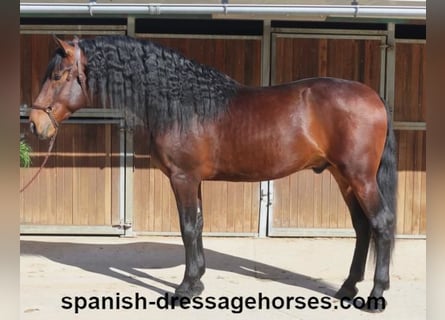 PRE Mestizo, Semental, 4 años, 174 cm, Castaño