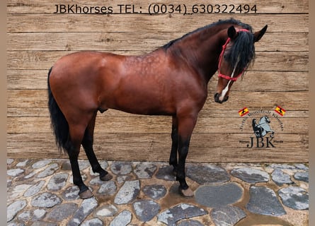 PRE Mestizo, Semental, 4 años, 174 cm, Castaño