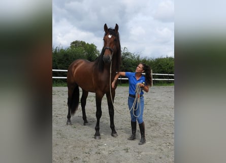 PRE Mestizo, Semental, 4 años, 176 cm, Castaño