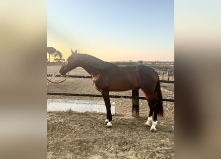 PRE, Semental, 4 años, 176 cm, Castaño oscuro