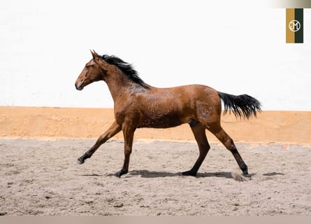 PRE, Semental, 4 años, Castaño