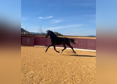 PRE Mestizo, Semental, 4 años, Tordo