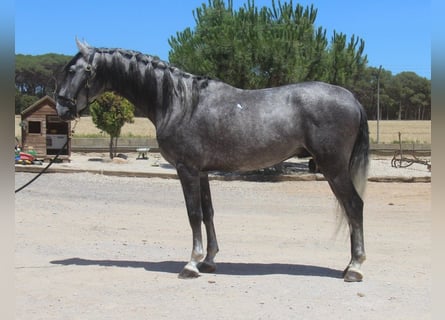 PRE Mestizo, Semental, 5 años, 158 cm, Tordo rodado