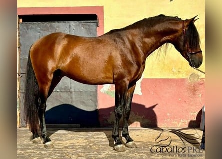 PRE, Semental, 5 años, 159 cm