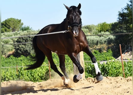 PRE, Semental, 5 años, 159 cm, Negro