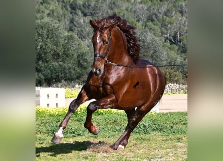 PRE Mestizo, Semental, 5 años, 160 cm, Alazán