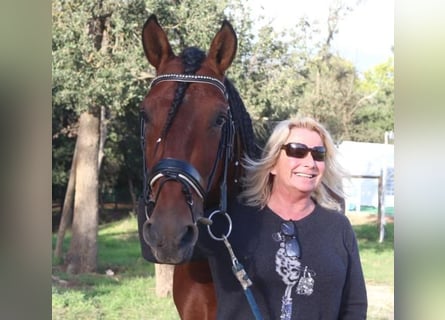 PRE Mestizo, Semental, 5 años, 160 cm, Castaño