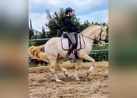 PRE, Semental, 5 años, 160 cm, Perlino