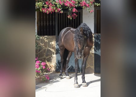 PRE, Semental, 5 años, 161 cm, Negro