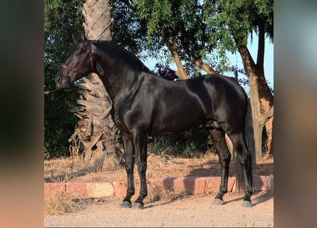 PRE Mestizo, Semental, 5 años, 161 cm, Negro
