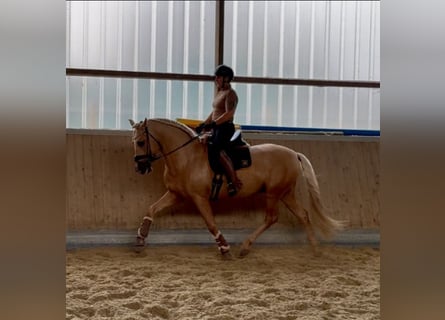 PRE, Semental, 5 años, 161 cm, Palomino