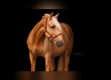 PRE Mestizo, Semental, 5 años, 161 cm, Palomino
