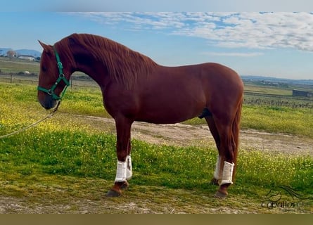 PRE, Semental, 5 años, 162 cm, Alazán