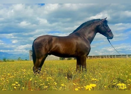 PRE, Semental, 5 años, 162 cm, Negro