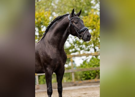 PRE, Semental, 5 años, 162 cm, Negro