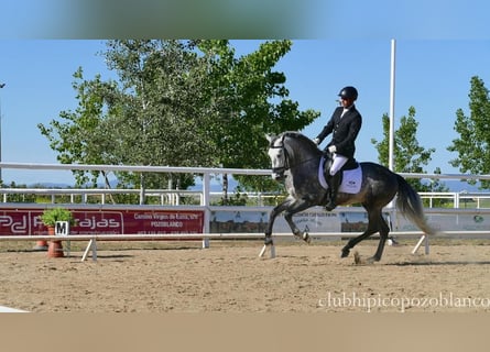 PRE, Semental, 5 años, 162 cm, Tordo rodado