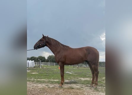 PRE Mestizo, Semental, 5 años, 163 cm, Alazán-tostado