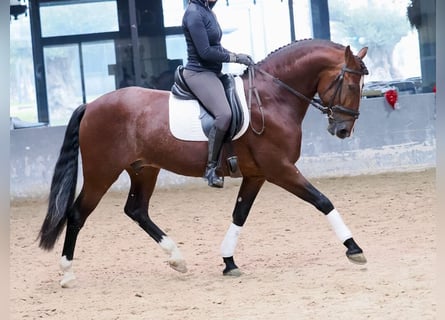 PRE Mestizo, Semental, 5 años, 163 cm, Castaño