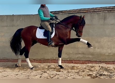 PRE, Semental, 5 años, 163 cm, Castaño