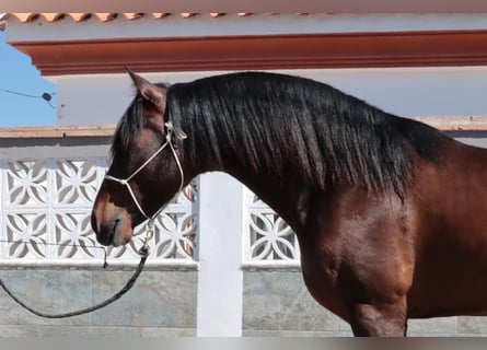 PRE Mestizo, Semental, 5 años, 163 cm, Castaño oscuro