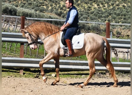PRE, Semental, 5 años, 163 cm, Perla
