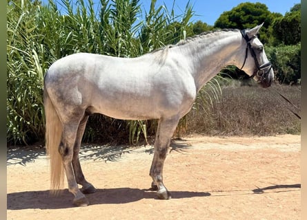 PRE Mestizo, Semental, 5 años, 163 cm, Tordo