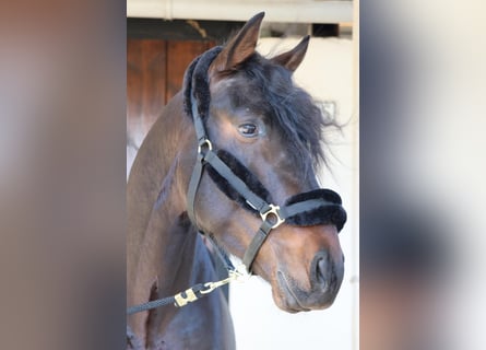 PRE, Semental, 5 años, 164 cm, Castaño oscuro