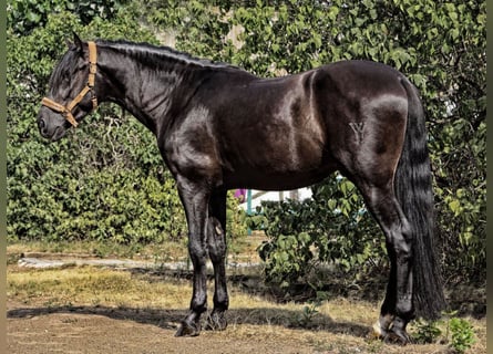 PRE Mestizo, Semental, 5 años, 164 cm, Negro