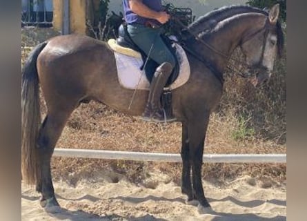 PRE Mestizo, Semental, 5 años, 164 cm, Tordo