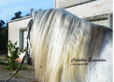PRE Mestizo, Semental, 5 años, 164 cm, Tordo