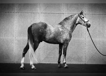 PRE, Semental, 5 años, 164 cm, Tordo rodado