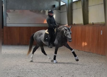 PRE, Semental, 5 años, 164 cm, Tordo rodado
