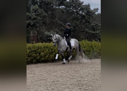 PRE Mestizo, Semental, 5 años, 164 cm, Tordo rodado