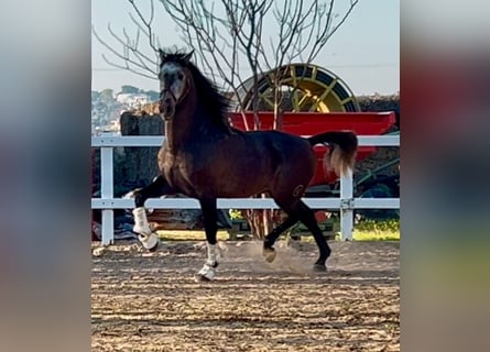 PRE Mestizo, Semental, 5 años, 164 cm, Tordo rodado