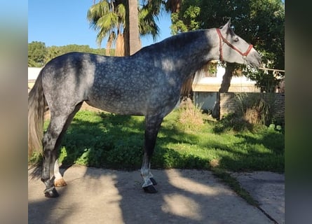 PRE Mestizo, Semental, 5 años, 164 cm, Tordo rodado