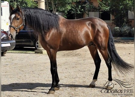 PRE, Semental, 5 años, 165 cm, Castaño