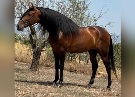 PRE Mestizo, Semental, 5 años, 165 cm, Castaño oscuro
