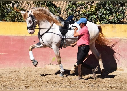 PRE, Semental, 5 años, 165 cm, Perla