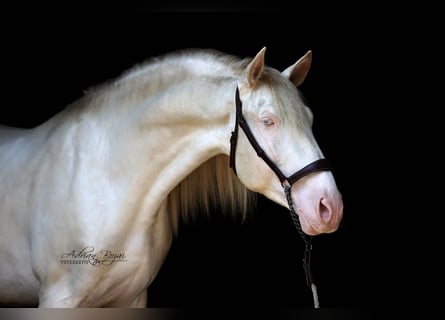 PRE, Semental, 5 años, 165 cm, Perlino