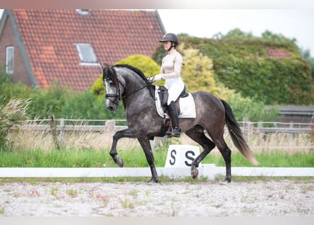 PRE, Semental, 5 años, 165 cm, Tordo rodado