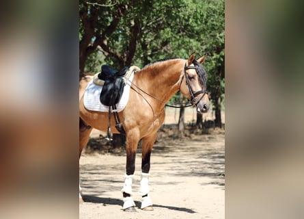 PRE Mestizo, Semental, 5 años, 166 cm, Bayo